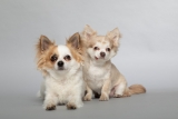 fotoshooting-mit hunde-fotostudio-keepsmile-castrop-rauxel-m0126_5007